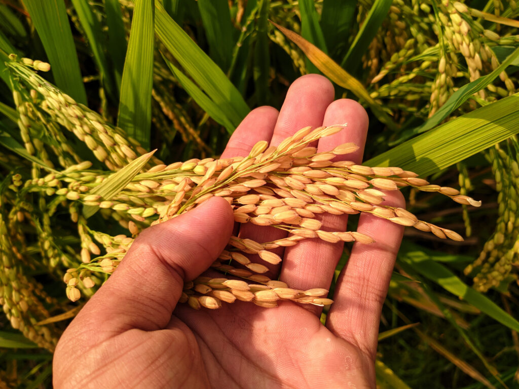 "golden rice" grown using GMOs