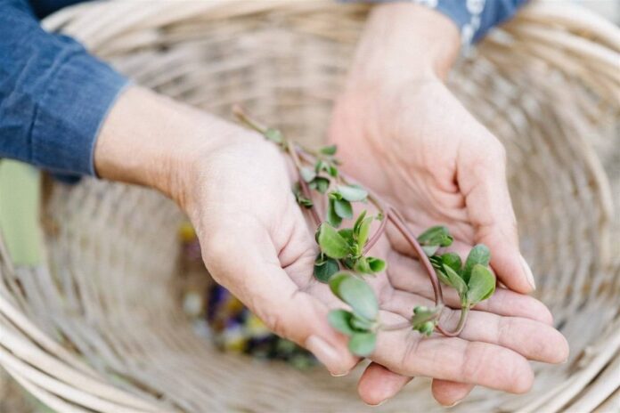 hands holding purslane