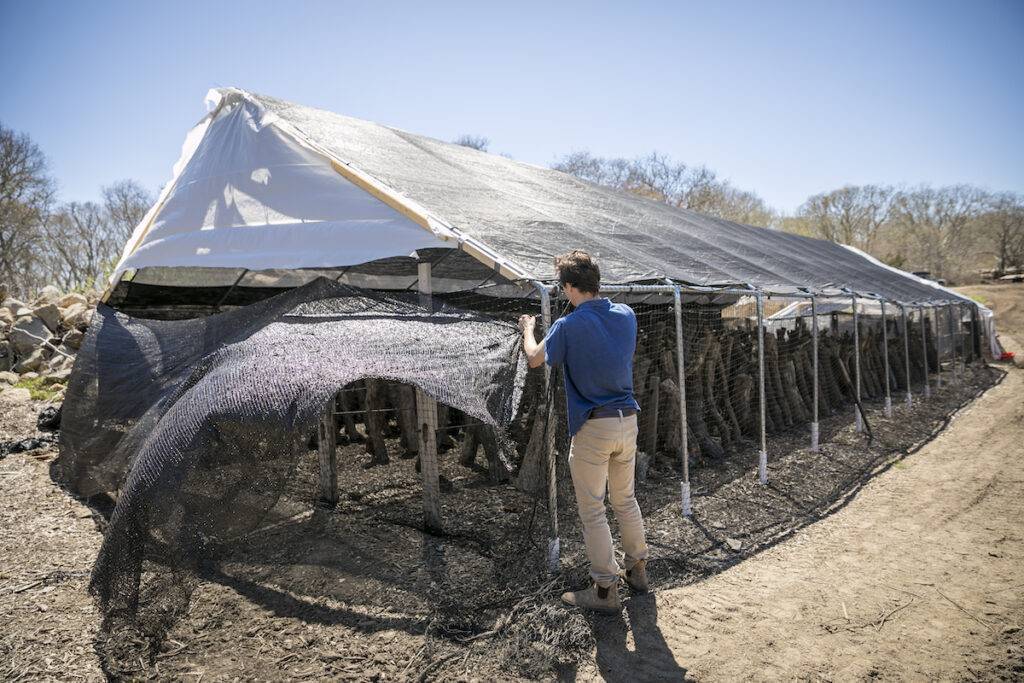 a man fixing a mushroom tent