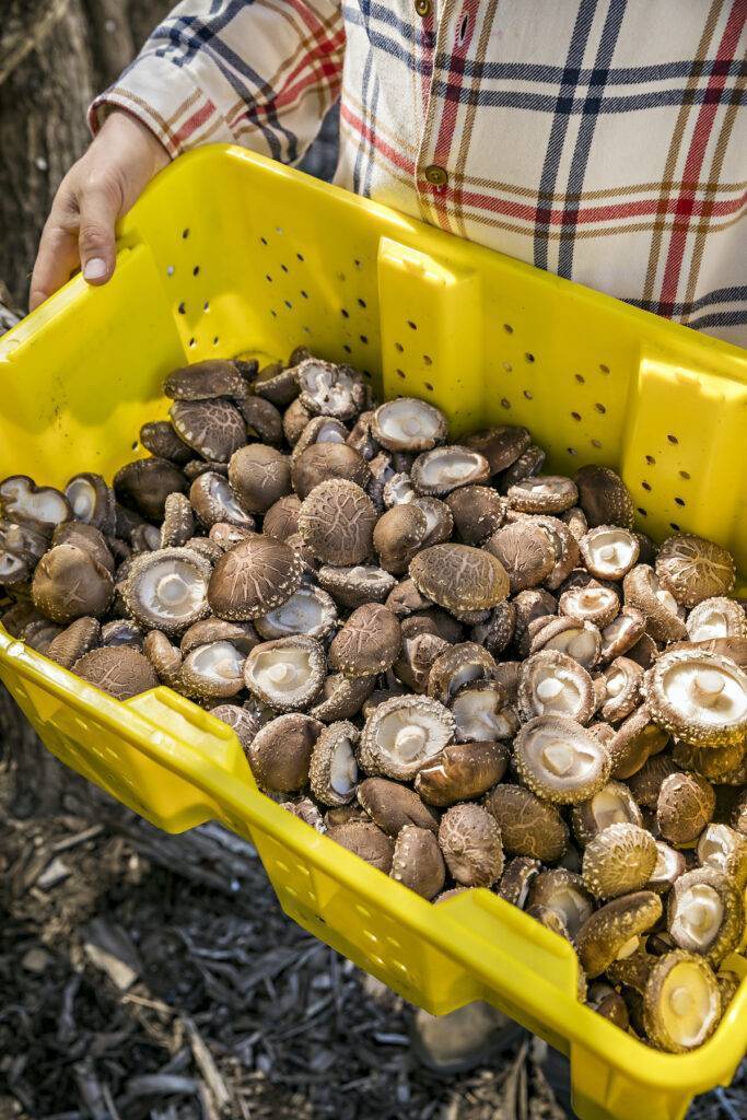 mushrooms in a bin