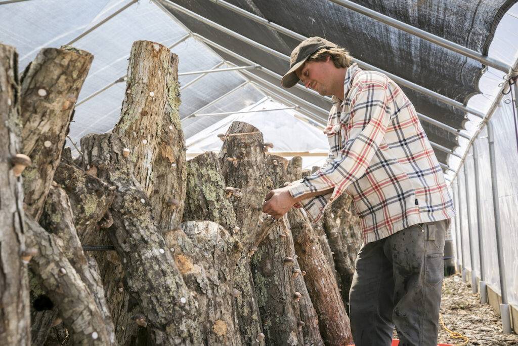 a man cutting mushrooms off of a tree