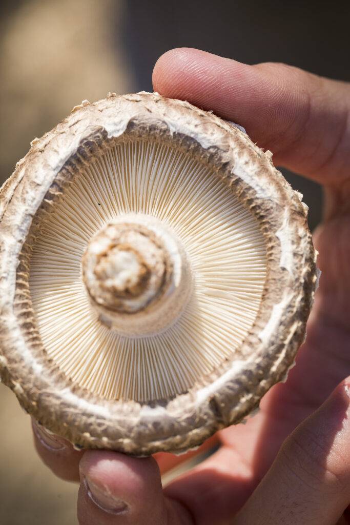 someone holding a mushroom in their hand
