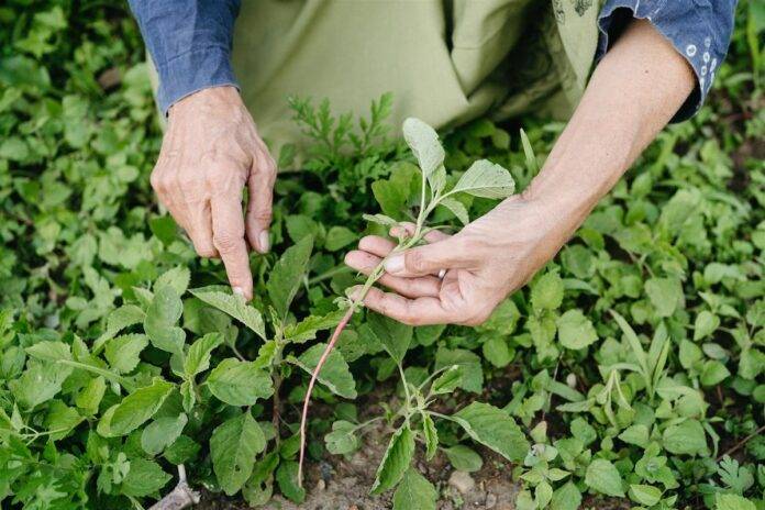 greens farm