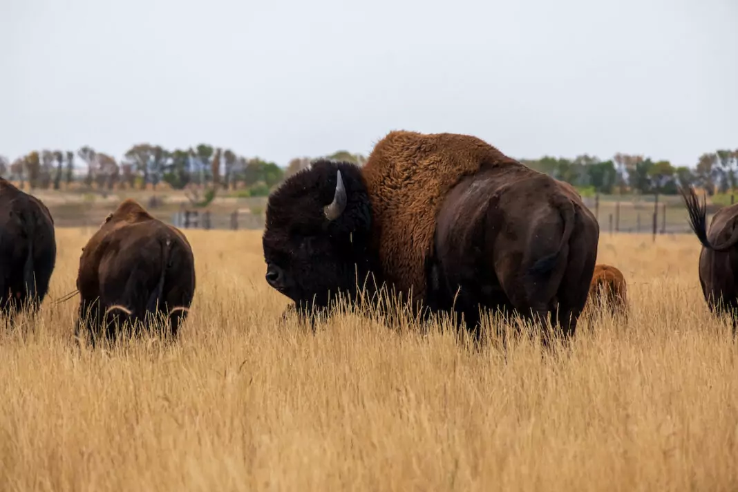 Four large bison in field.