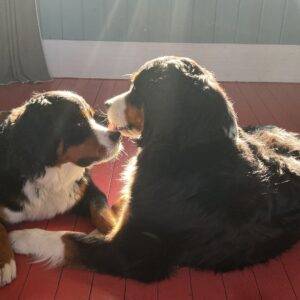 Two Bernese mountain dogs lie on a red floor in the sunlight, with noses touching.