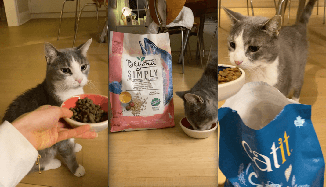 Three images of a cat trying cat food