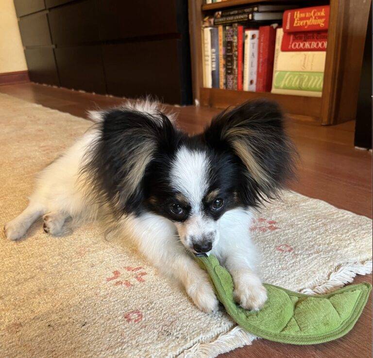 A small dog plays with a toy.