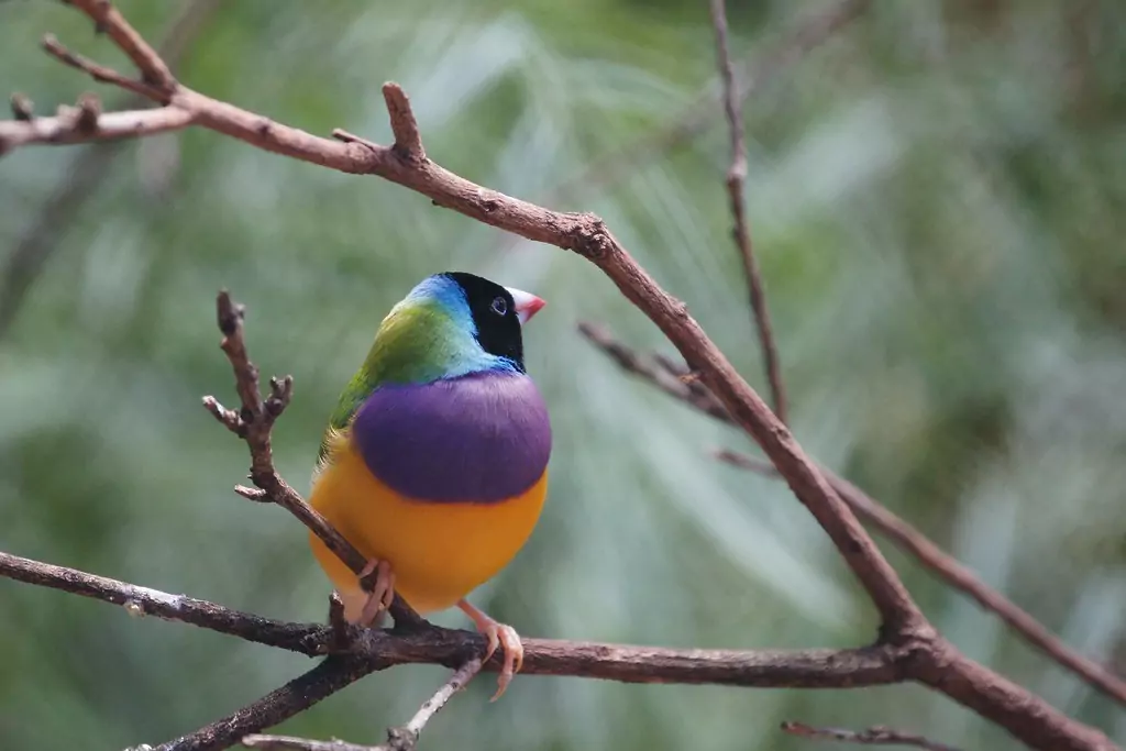 photo of a Gouldian Finch, small orange, purple and teal bird