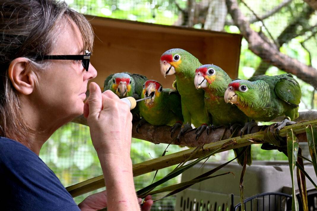 Parrots enjoy a meal provided by “bird lady” Nikki Buxton at her parrot rescue in Belize. Her facility has grown to include volunteers, vets, and a bird swimming pool.