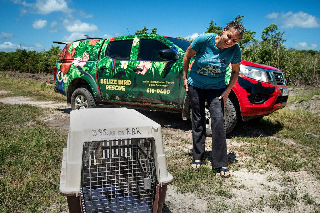 Nikki Buxton prepares to release a Brown Pelican following rehabilitation. Releasing the birds back into their habitat is what motivates her most of all.
Photo courtesy of the Credit Belize Bird Rescue.
