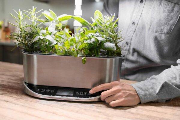 An AeroGarden Bounty Elite hydroponic planter in stainless steel sits on a blonde wood countertop. Herbs including rosemary, sage, and parsley grow in the AeroGarden. We see the torso of a man in a gray shirt; he adjusts a setting on the front panel of the planter with his left hand.