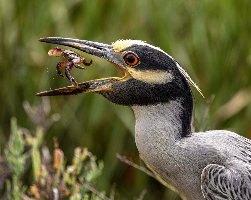 Yellow crowned night Heron, Rick Barr Photography.