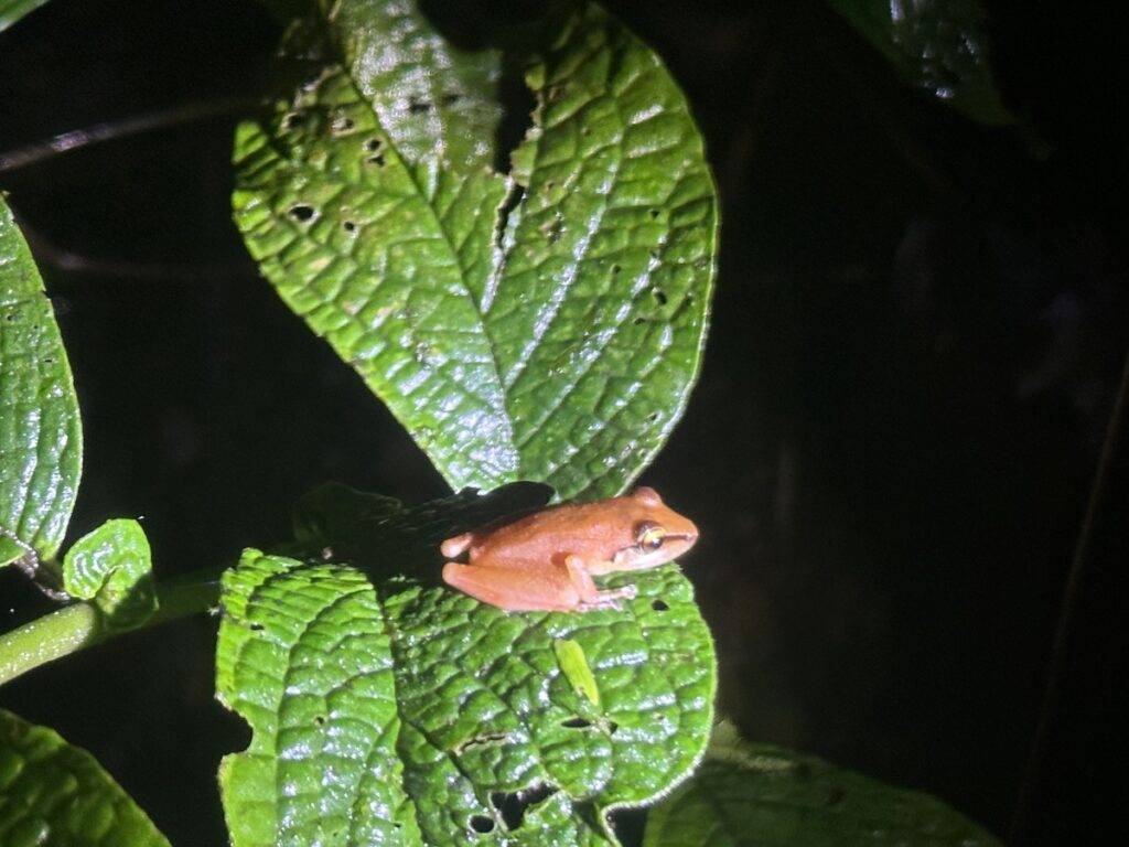 A frog on a leaf at Mashpi Research Station in Ecuador.