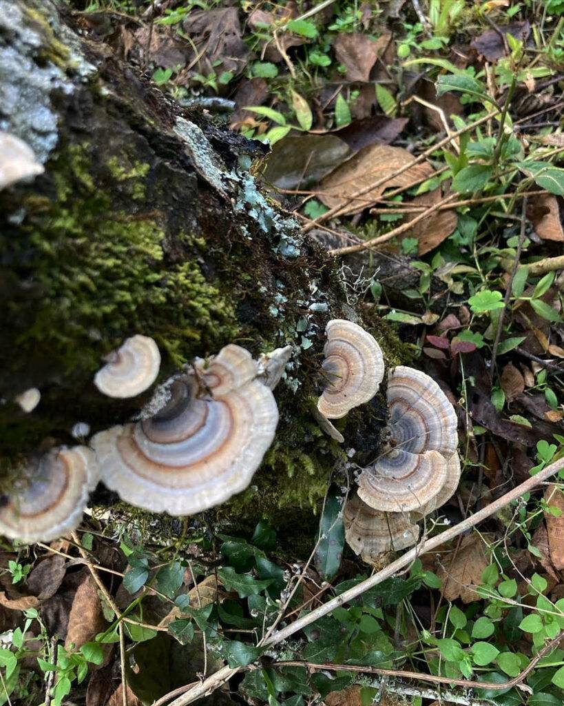 Mushrooms in Las Yungas Forest Argentina