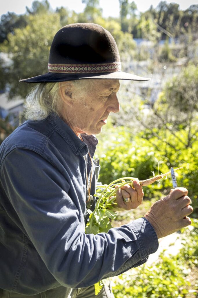 Foraging in LA, Chris Nyerges compares plants.