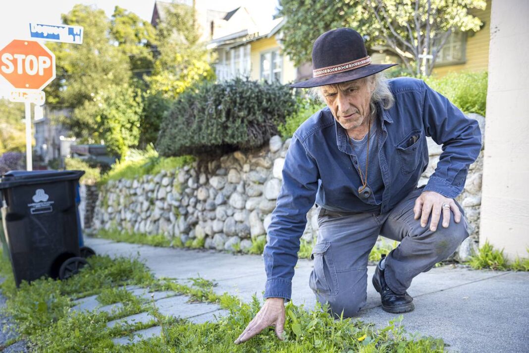 Chris Nyerges Foraging in LA.