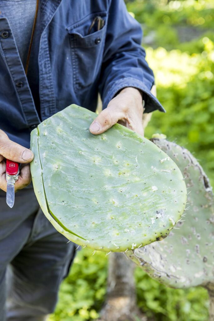 Foraging in LA, skinning a prickly pear.