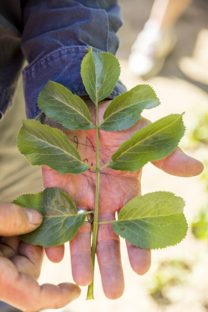 Foraging in LA, an edible plant.