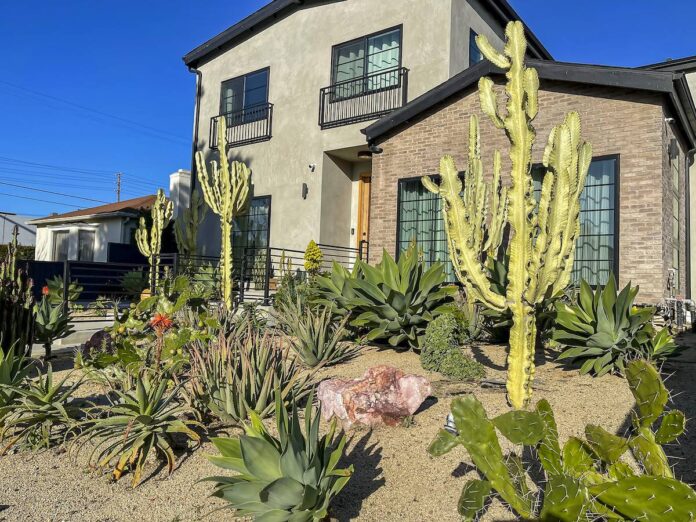 A succulent and cacti garden in LA.