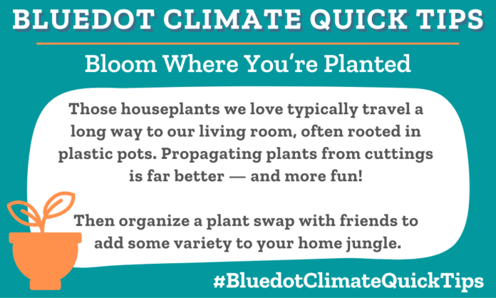 Climate Quick Tip: Those houseplants we love typically travel a long way to our living room, often rooted in plastic pots. Propagating plants from cuttings is far better — and more fun! Then organize a plant swap with friends to add some variety to your home jungle.
