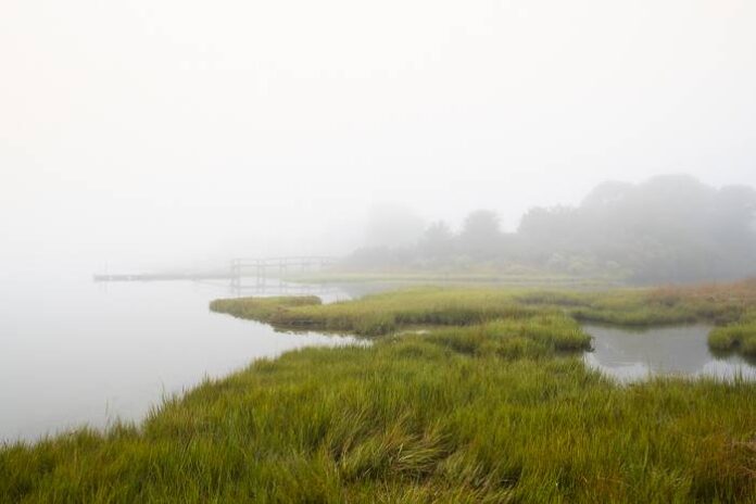 A salt marsh on Martha's Vineyard.
