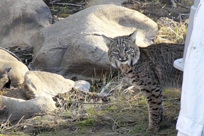 A bobcat being released in San Diego's Mission Hills.