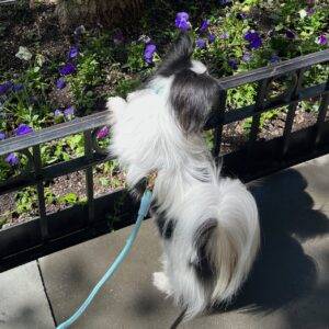 Small white and black dog with big ears wearing a light blue leash, harness, and collar.