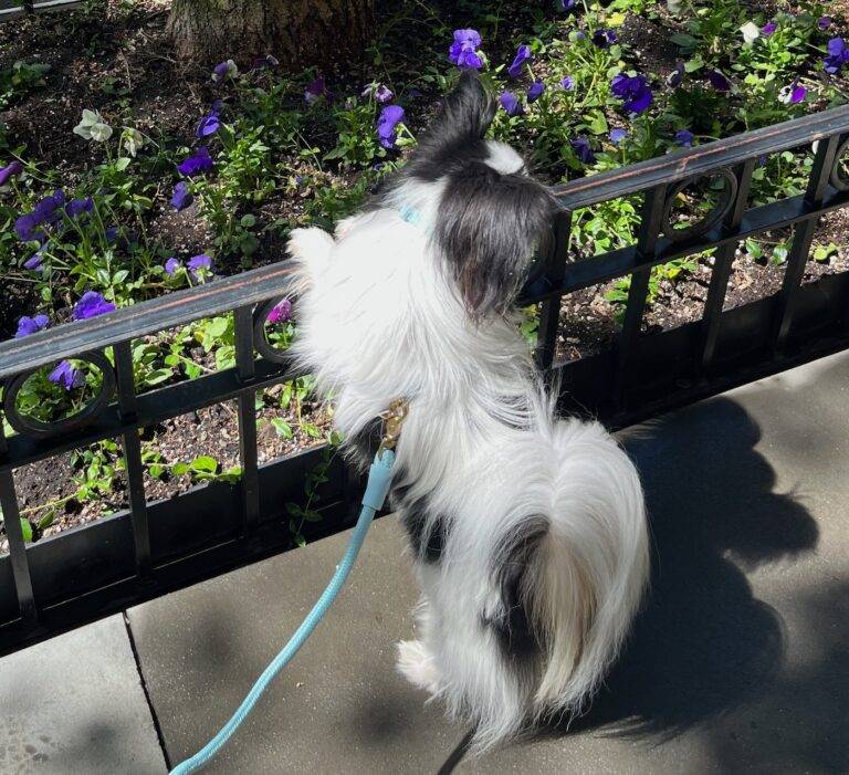 Small white and black dog with big ears wearing a light blue leash, harness, and collar.