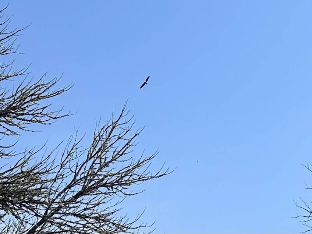 Bald Eagle Flying Over Kayaks in Oregon