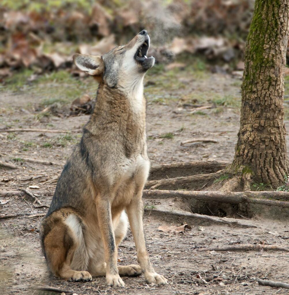 An American red wolf howls.