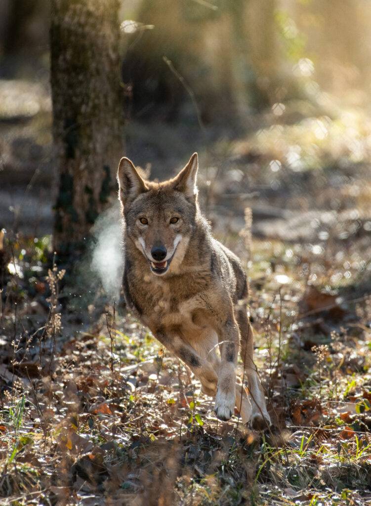 Aster, an American red wolf at the Endangered Wolf Center, gave birth to three boys in 2022.

