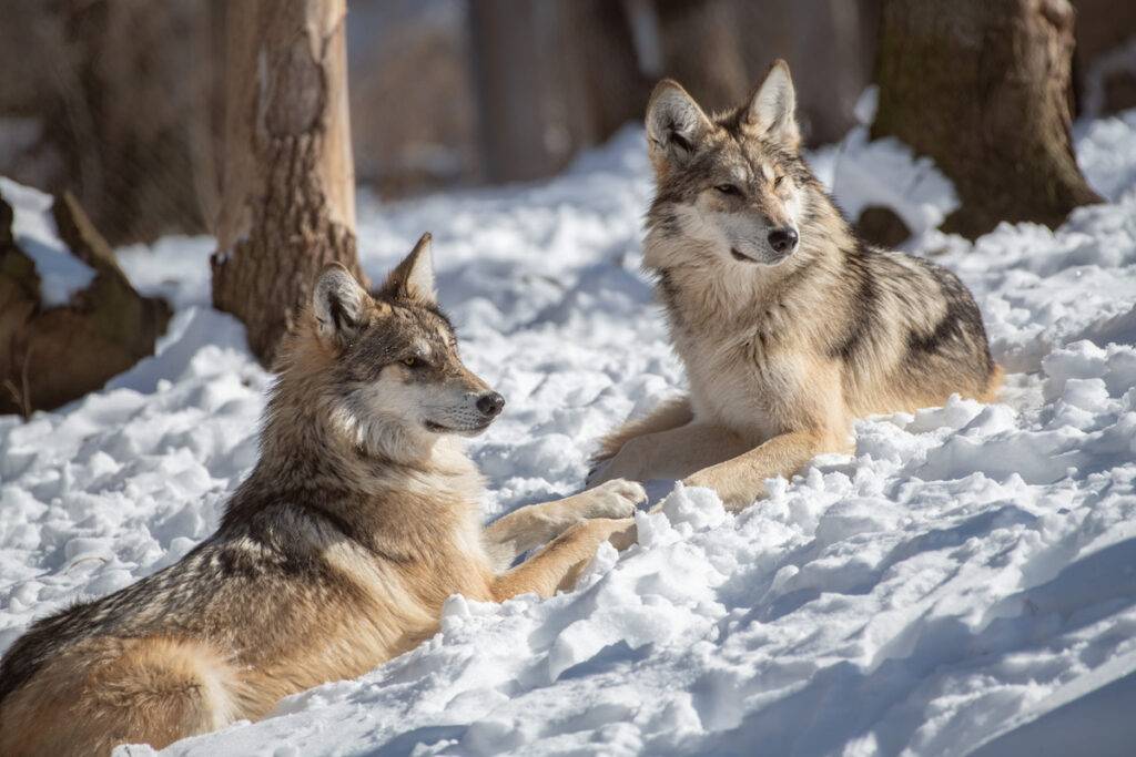 Brothers, Winston and Cabara, are Mexican wolves that were born together in 2021 at the Endangered Wolf Center.