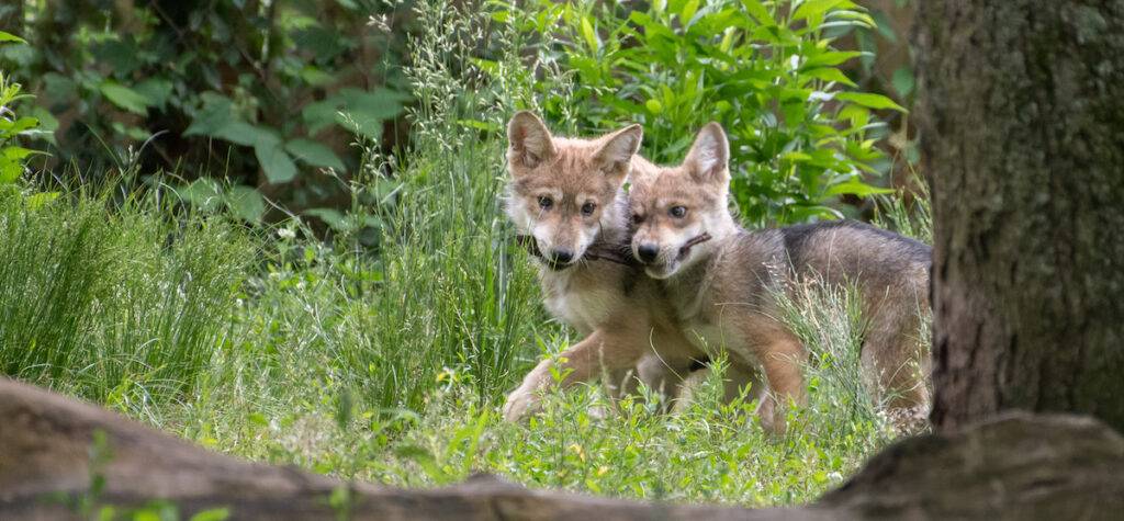 Brothers, Winston and Cabara, are Mexican wolves that were born together in 2021 at the Endangered Wolf Center. 