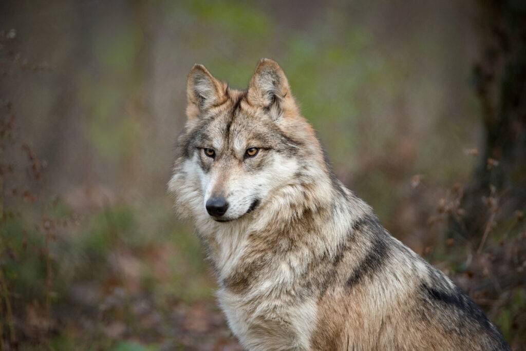 All Mexican wolves alive today can trace their roots back to the Endangered Wolf Center.