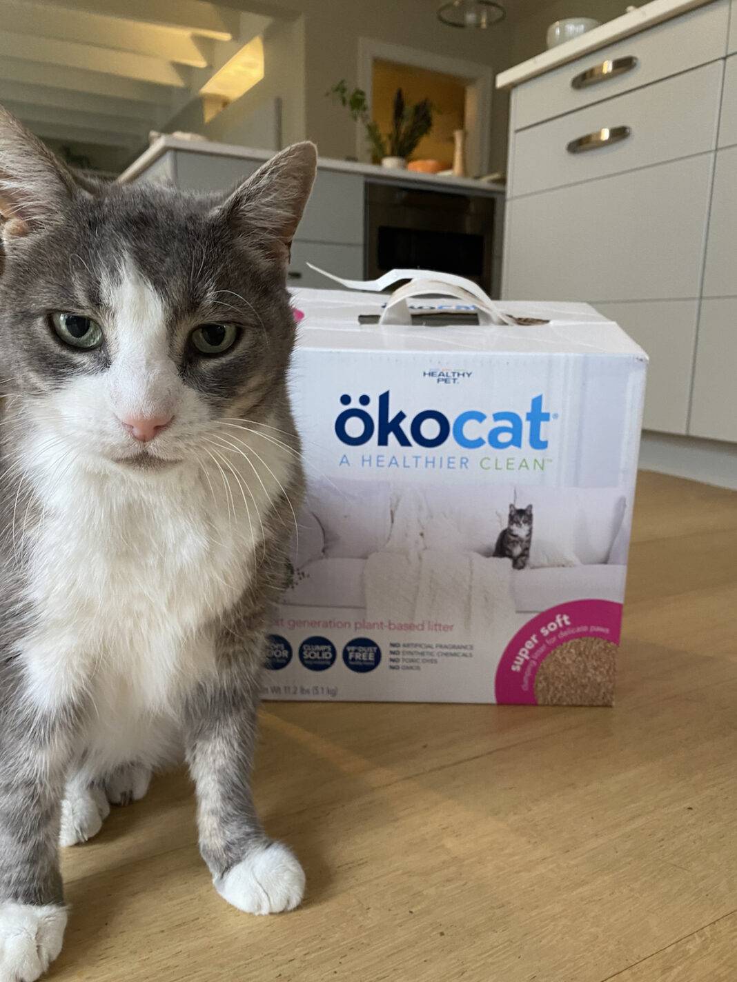 Oscar the cat with ökocat litter.