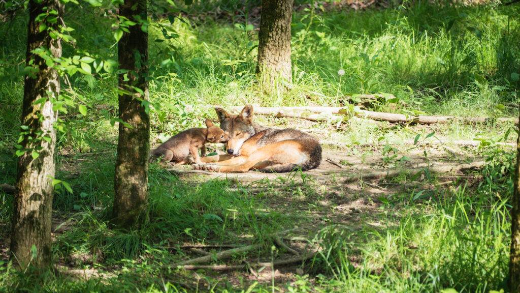A new American red wolf father and his pup show affection and bask in the sun together.
