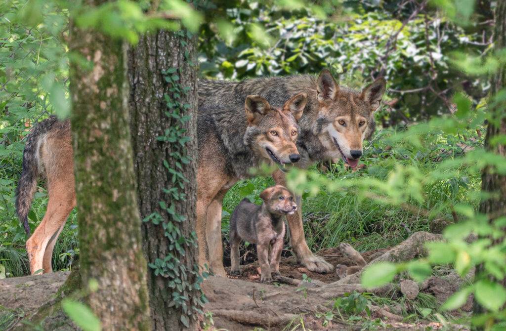 An American red wolf pup stands between his parents, with a playful sibling nearby.