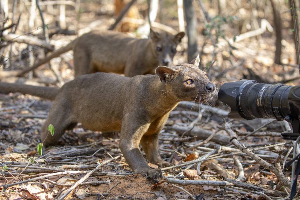 Two Fossa with camera in Madagascar. 