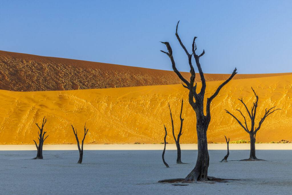 Tree skeletons at Deadvlai at sunrise in Namibia. 