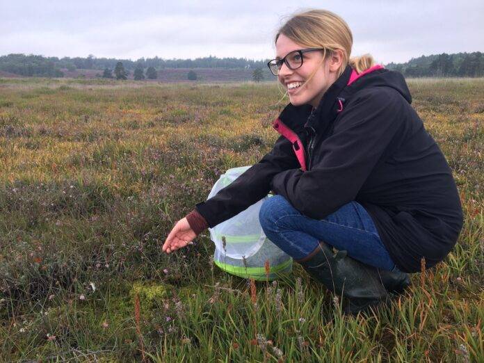 A Citizen Keeper releases large marsh grasshoppers in Norfolk, England.