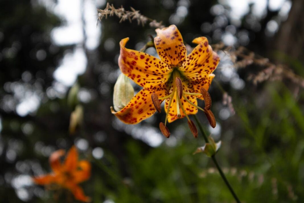 Humboldt Lily