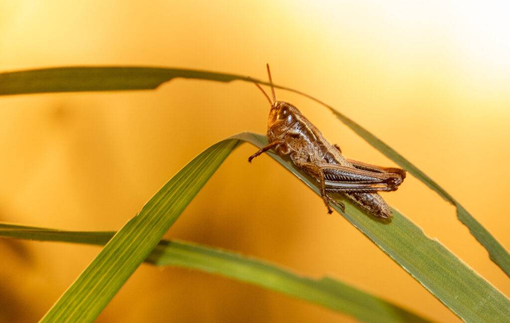Large marsh grasshopper nymph nine days after hatching.