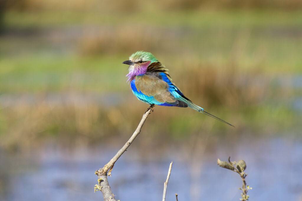 Lilac-breasted Roller in Botswana. 