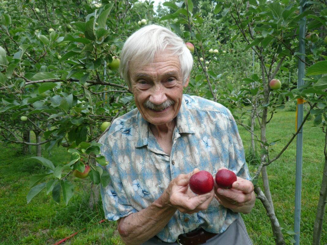 Tom Brown with Haywood June apples in his orchard; these apples make bright pink applesauce if the peelings are left in the pot during cooking.