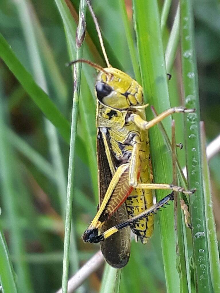 Large marsh grasshopper.