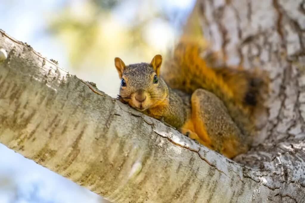 Eastern fox squirrel.