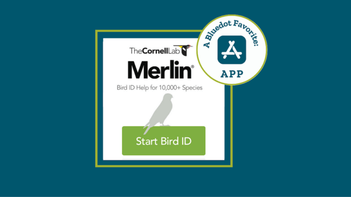APP Merlin App (1) Merlin Bird App