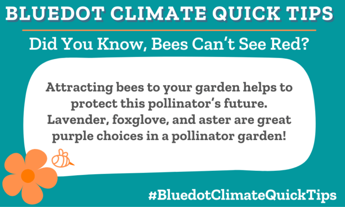 Climate Quick Tip: Did You Know, Bees Can’t See Red? Attracting bees to your garden helps to protect this pollinator’s future. Lavender, foxglove, and aster are great purple choices in a pollinator garden!