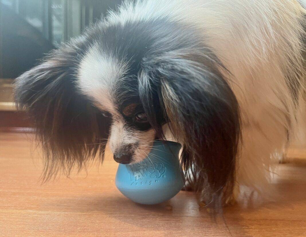 A small white and black dog with big ears holds a big, bright blue rubber toy in his mouth. Photo Credit Elizabeth Weinstein