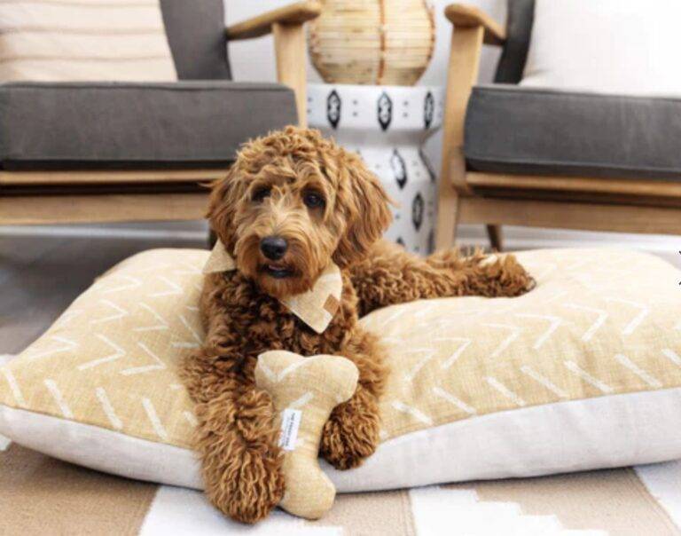 A shaggy, red doodle dog lies on a mustard-yellow dog bed and holds a bone and wears a bandana of the same yellow fabric. Photo credit The Foggy Dog.